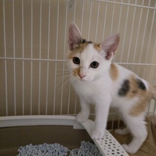 可愛らしいコロコロのパステル三毛