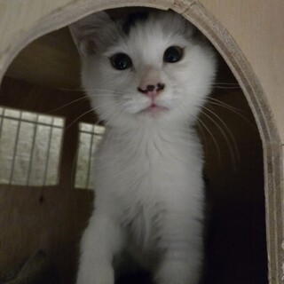 可愛らしい白黒、白多めの女の子