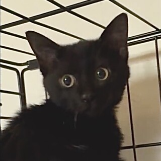 お膝も抱っこも大好き人懐こくて甘えん坊タイ君