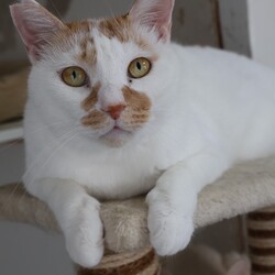 わんにゃん譲渡会