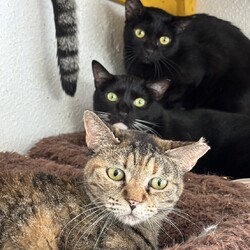 わんにゃん譲渡会 サムネイル1