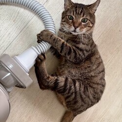 わんにゃん譲渡会