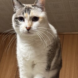 わんにゃん譲渡会