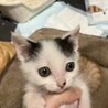 洋猫ミックス甘えん坊1カ月半茶白＆白玉兄弟 サムネイル4