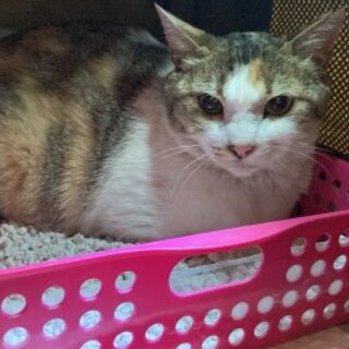 ☆とても可愛い三毛猫ママ☆