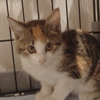 ☆とても可愛い三毛猫女の子☆