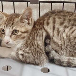 ☆とても可愛いサバトラの男の子☆