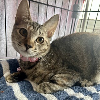 綺麗な麦わら柄の女の子☆あかり