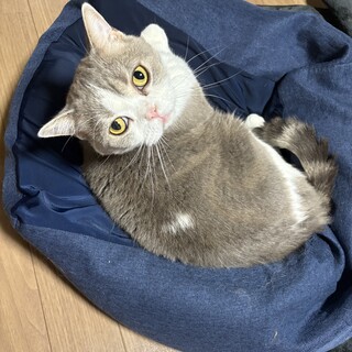 わんぱくのご飯大好き　スコッティシュの男の子　