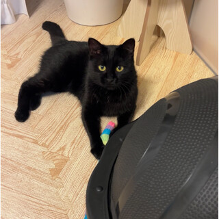 多頭飼い希望！猫好きな黒猫の女の子