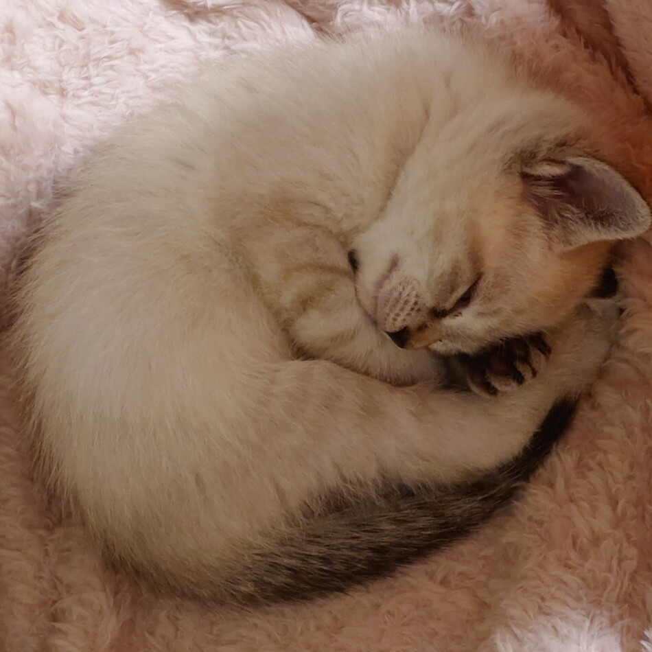 ルナのカバー写真