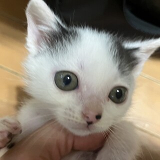 洋猫ミックス甘えん坊1カ月半茶白＆白玉兄弟