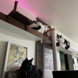 「コウちゃん、吊り橋落ちた（笑）」サムネイル2