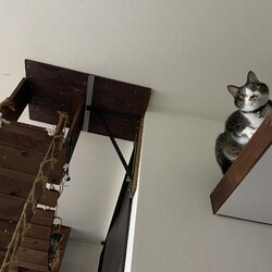 「コウちゃん、吊り橋落ちた（笑）」サムネイル3