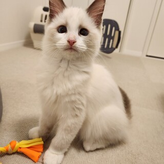 やんちゃなかわいい女の子（今年の7月10日生まれ）