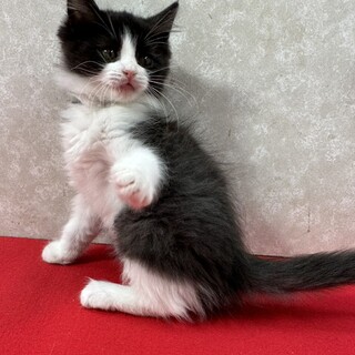 グレー白ハチワレ長毛！抱っこ大好き甘えっ子❤ペコ