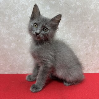 グレー半長毛2か月！何事もとことんタイプ❤バブル