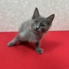 グレー半長毛2か月！何事もとことんタイプ❤バブル サムネイル2