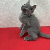 グレー半長毛2か月！何事もとことんタイプ❤バブル サムネイル4
