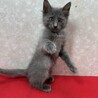 グレー半長毛2か月！何事もとことんタイプ❤バブル サムネイル5
