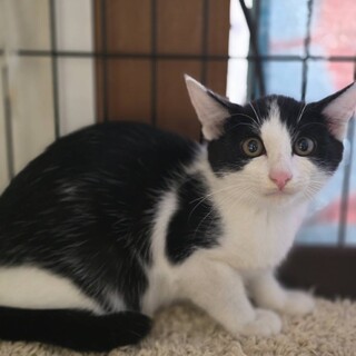 優しい性格のふわふわ毛玉ミゲルくん