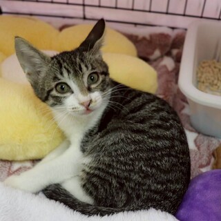 元気いっぱいやんちゃ印モモンガ