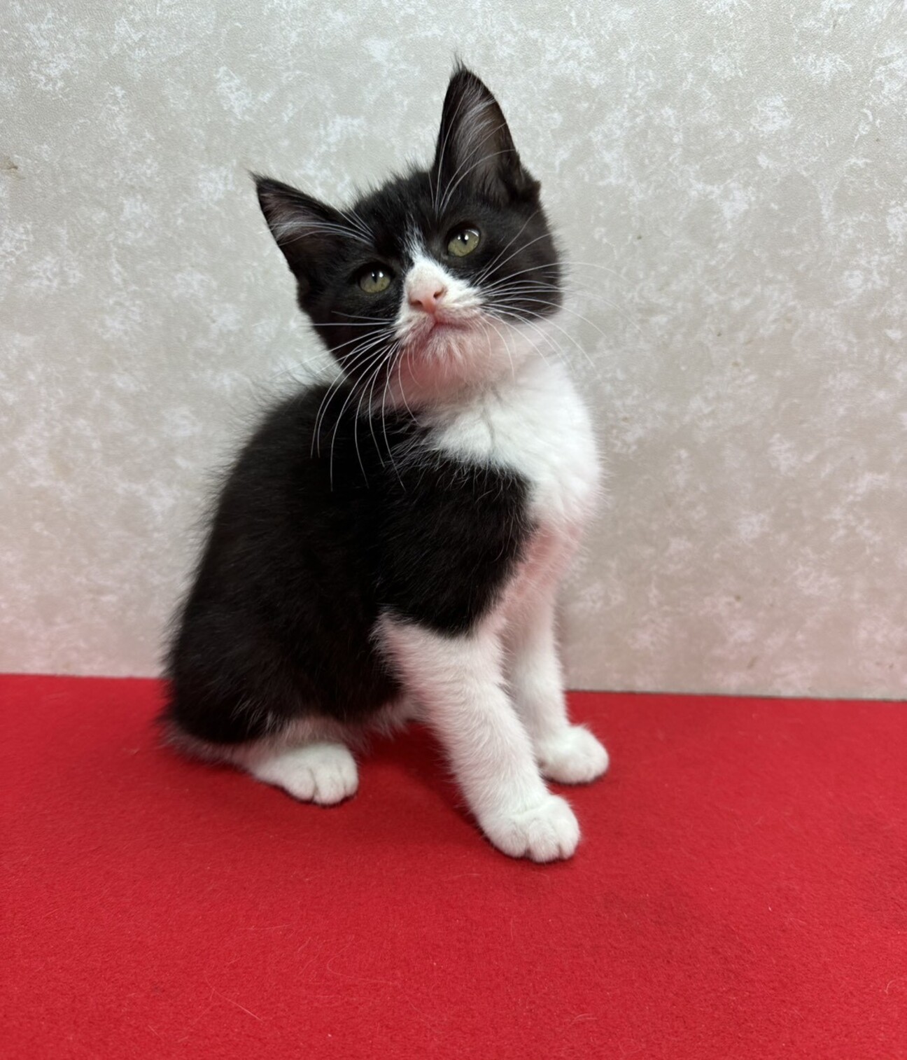 綺麗なハチワレ！とても穏」東京都 - 猫の里親募集(528663) 1枚目の