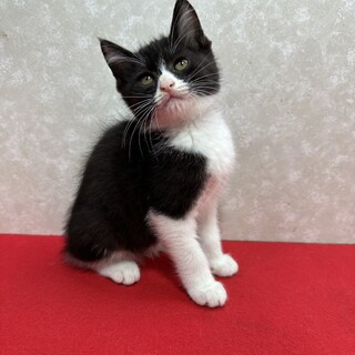 綺麗なハチワレ！とても穏やかで懐っこい❤チャンプ