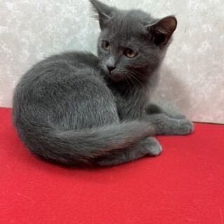 ネコハラされたい人に最適なグレー猫❤蘭丸