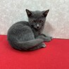 ネコハラされたい人に最適なグレー猫❤蘭丸 サムネイル3