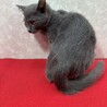 ネコハラされたい人に最適なグレー猫❤蘭丸 サムネイル4