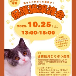 ねこの譲渡会＠大阪市