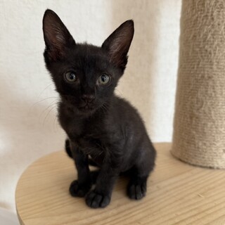 調整中のため一旦ストップさせていただきます