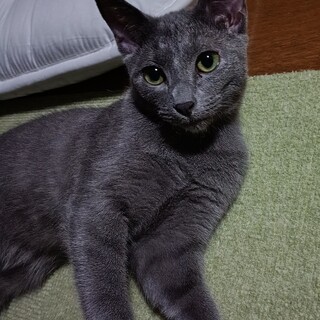 ロシアンブルー様⁂ ロシアンブルーのオス7ヶ」茨城県 - 猫の里親募集(528673