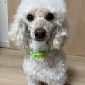 トイプードルの  ムースちゃん