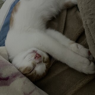 2ヶ月くらいの仔猫を保護しました。