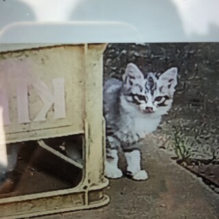 グレーと白　長毛になりそう