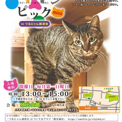 １１月２日パニャリンピックミニー障害猫さんの譲渡会