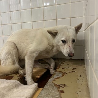 殺処分対象❗️収容期限10/30迄❗️延長なし