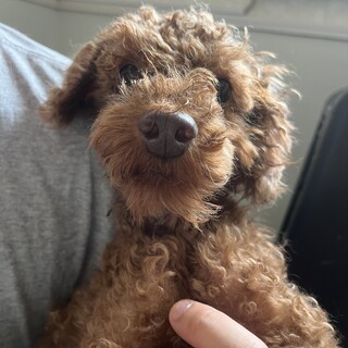 トイプードルまだ若い優しい男の子