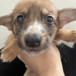 可愛らしい子犬ちゃん