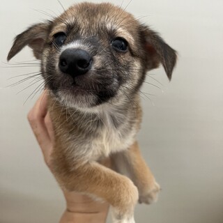 生後１ヶ月半くらいの可愛らしい子犬ちゃん