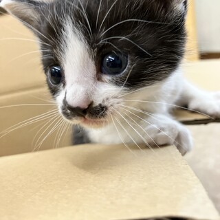 今年多分最後の子猫だと思います。