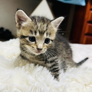 まだ赤ちゃんです。