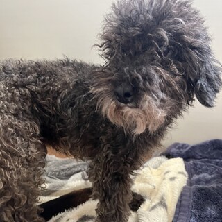 トイプードル可愛い男の子