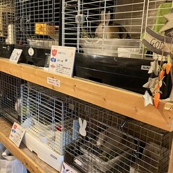 保護うさぎさんに逢おうの会in大阪 サムネイル2