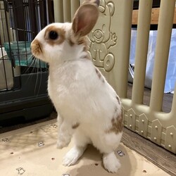 保護うさぎさんに逢おうの会in大阪 サムネイル3