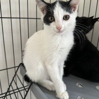 可愛い白黒子猫