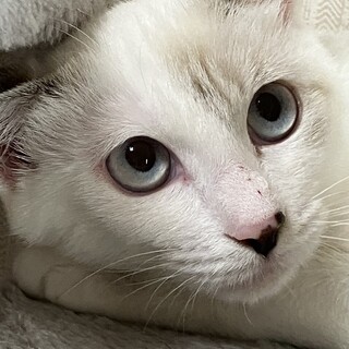 10/26百済山長栄寺譲渡会参加シャム♀