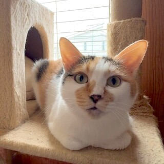 人さん大好き★お姉さんタイプのネーロちゃん